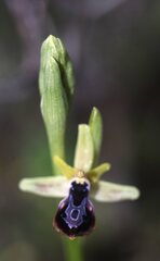Ophrys sphegodes gortynia