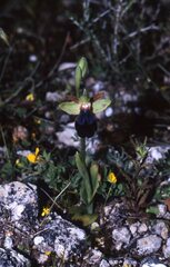 Ophrys fusca iricolor