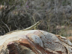 Karusasaurus polyzonus