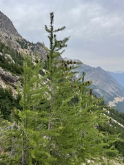 Larix lyallii