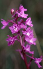 Orchis quadripunctata