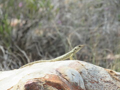 Karusasaurus polyzonus