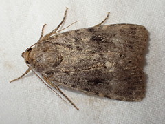 Amphipyra pyramidea