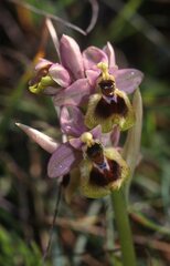 Ophrys tenthredinifera