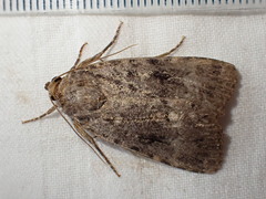 Amphipyra pyramidea