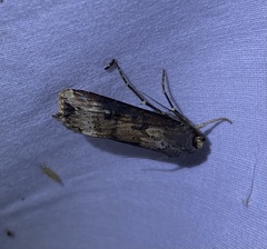 Agrotis ipsilon