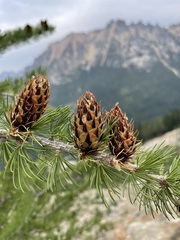 Larix lyallii
