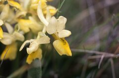 Orchis pauciflora