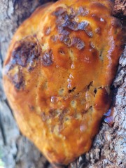 Inonotus quercustris