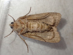 Amphipyra pyramidea