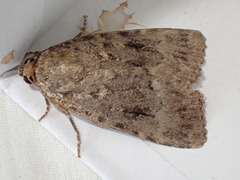 Amphipyra pyramidea