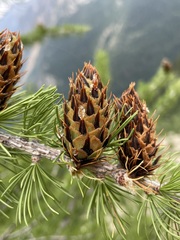 Larix lyallii