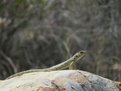 Karusasaurus polyzonus