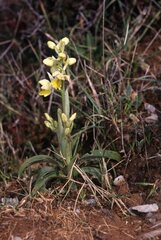 Orchis pauciflora