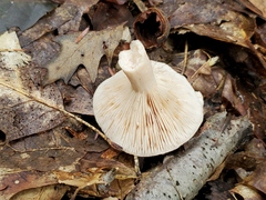 Lactarius affinis
