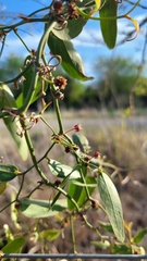 Smilax campestris