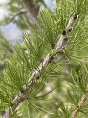 Larix lyallii