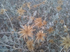 Brickellia incana