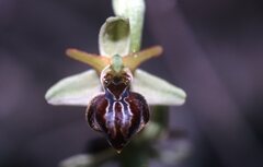 Ophrys sphegodes cretensis