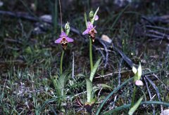 Ophrys heldreichii