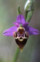Ophrys heldreichii