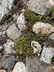 Saxifraga bronchialis