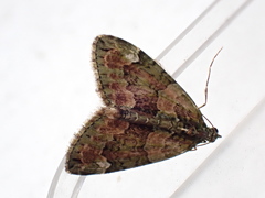 Chloroclysta siterata