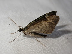 Chloroclysta siterata