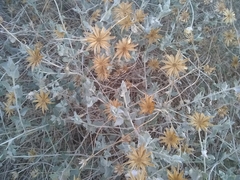 Brickellia incana