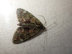 Chloroclysta siterata