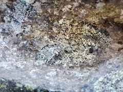 Flavoparmelia baltimorensis