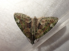 Chloroclysta siterata