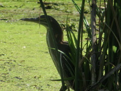 Butorides virescens