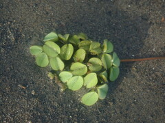 Salvinia