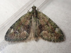Chloroclysta siterata