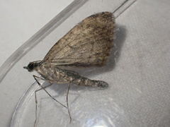 Chloroclysta siterata