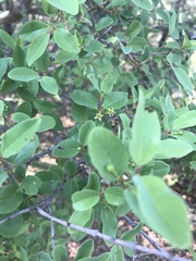 Diospyros lycioides