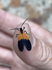 Lycomorpha pholus
