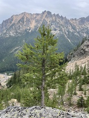 Larix lyallii