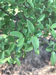 Diospyros lycioides