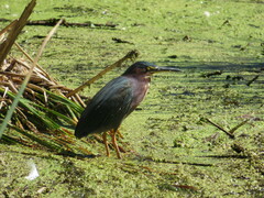 Butorides virescens
