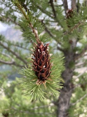 Larix lyallii