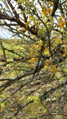 Geoffroea decorticans