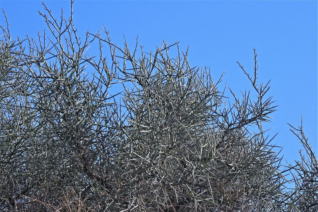 Prosopis kuntzei Harms ex Kuntze 4