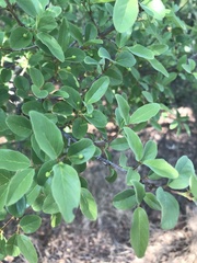Diospyros lycioides