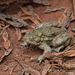Large-webbed Bell Toad - Photo (c) Ran Dai, some rights reserved (CC BY-NC), uploaded by Ran Dai