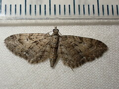 Eupithecia pusillata
