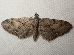 Eupithecia pusillata