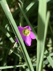 Oxalis latifolia