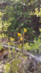 Geoffroea decorticans